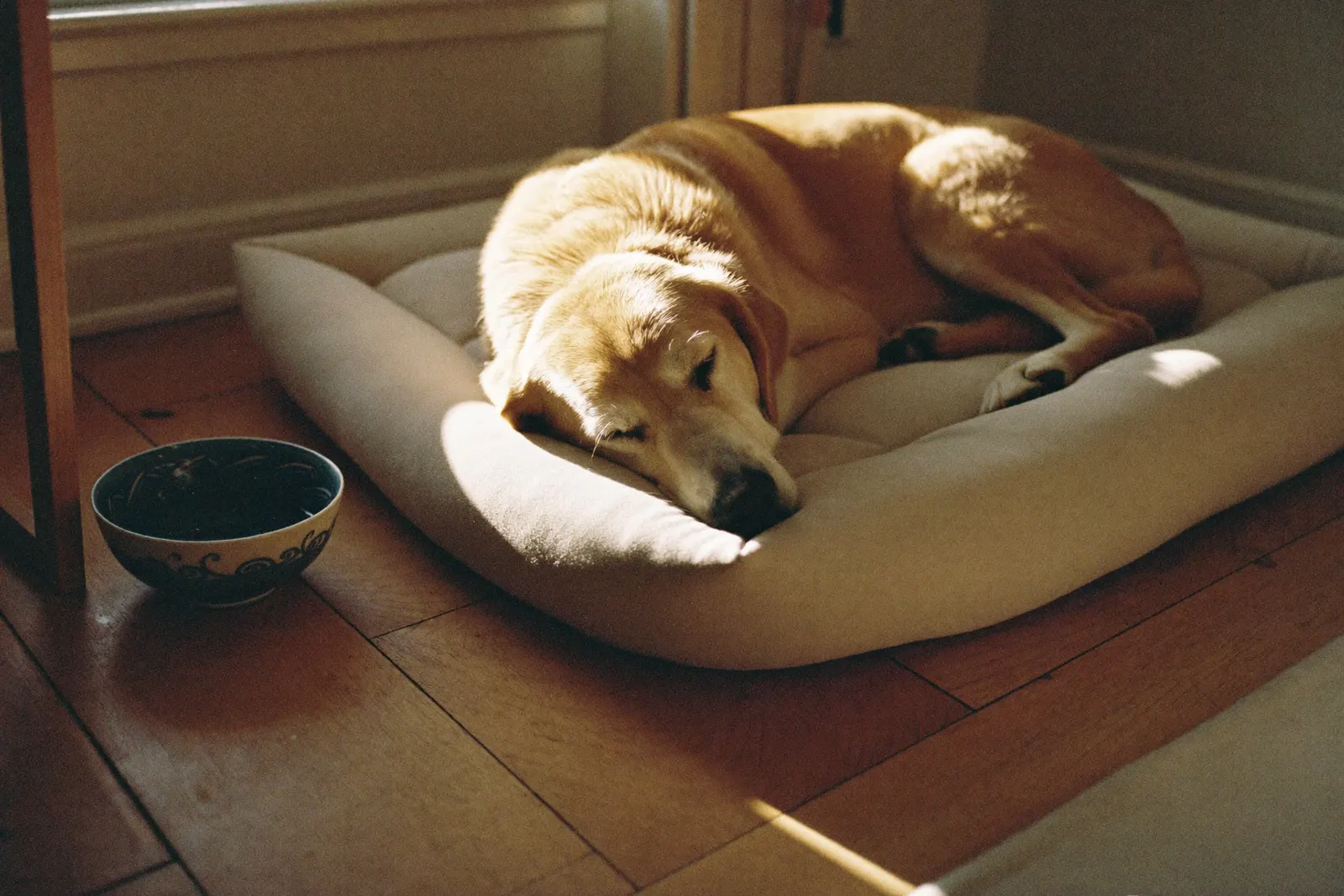 A dog and cat relaxing together in a bright Australian living room