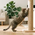 The Best Cat Scratchers in Australia for 2026