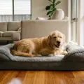 The Best Dog Beds in Australia (2026)