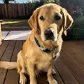 Best Dog Collars in Australia (2026)