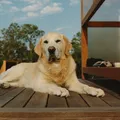 The Best Dog Kennels in Australia for 2026