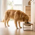 The Best Elevated Dog Bowls in Australia (2026): Raised Feeders for Big, Senior and Flat-Faced Dogs