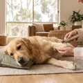Best Dog Nail Grinder Australia: 7 Quiet Picks Reviewed for 2026
