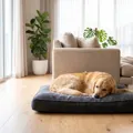 The Best Pet Beds in Australia for 2026: 8 Picks for Dogs and Cats