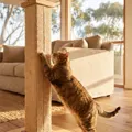The Best Cat Scratching Posts in Australia (2026)