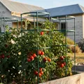 Best Tomato Cages in Australia (2026): 8 Sturdy Picks for Heavy Harvests